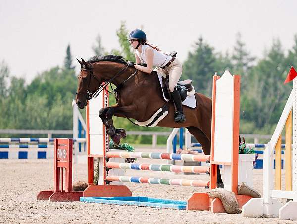 athletic-thoroughbred-horse