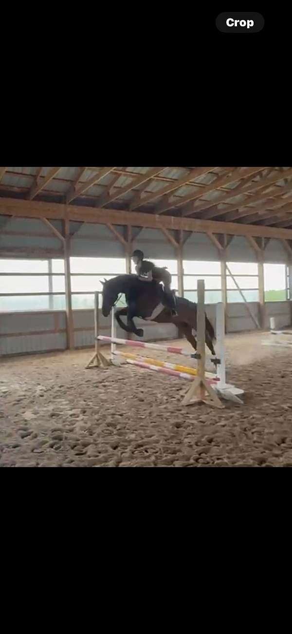 jumper-thoroughbred-horse