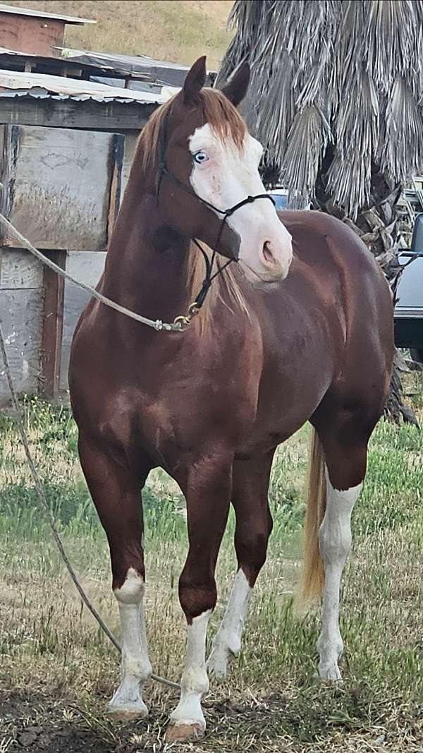 chestnut-4-high-white-stockings-horse