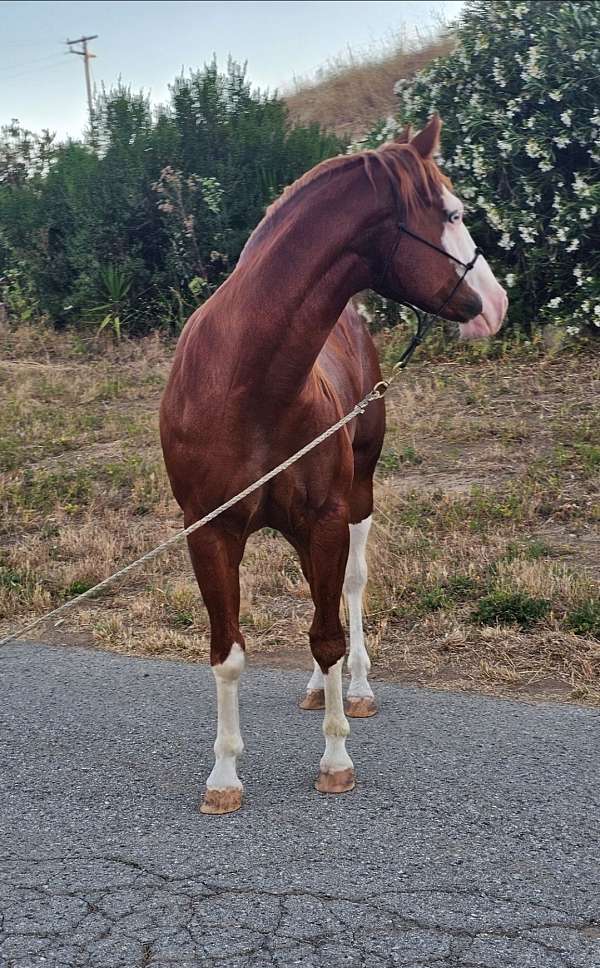 blue-eyes-horse