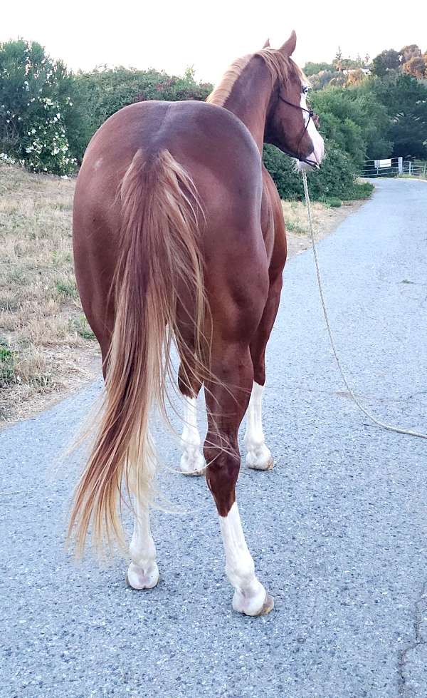 bald-face-horse