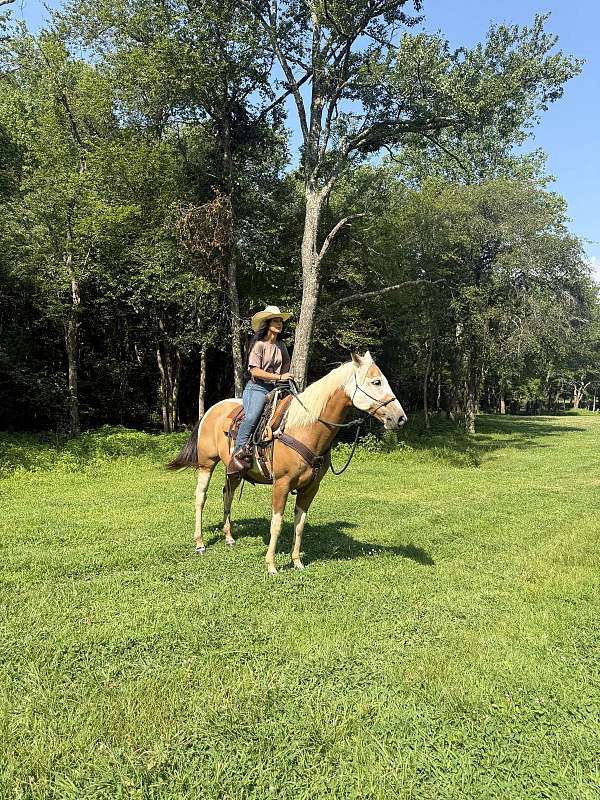 quarter-horse-mare