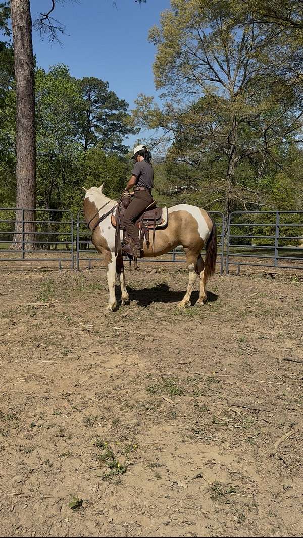 quarter-horse-for-sale