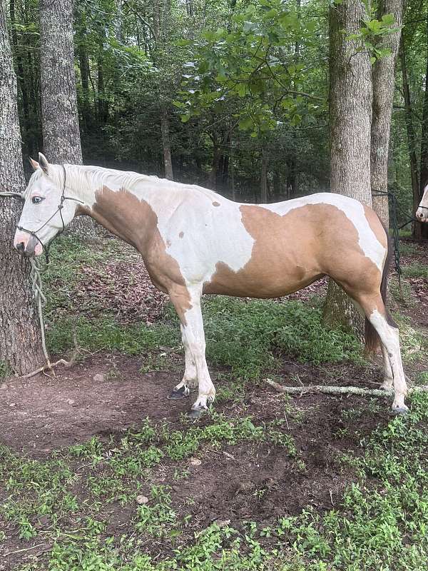 quarter-horse