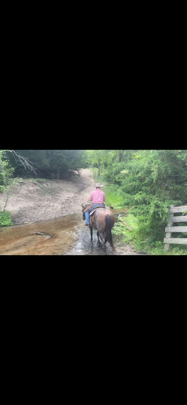 aqha-mare-quarter-horse