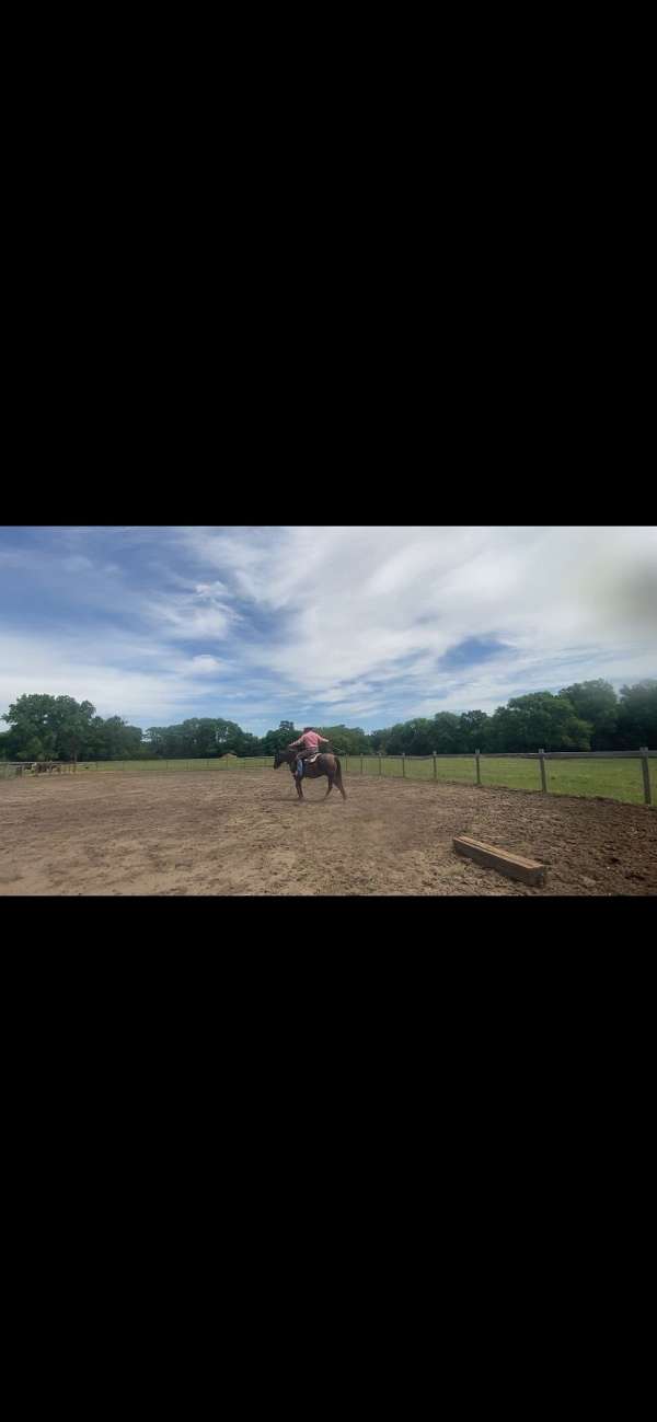 broodmare-quarter-horse