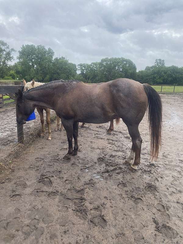 calves-quarter-horse