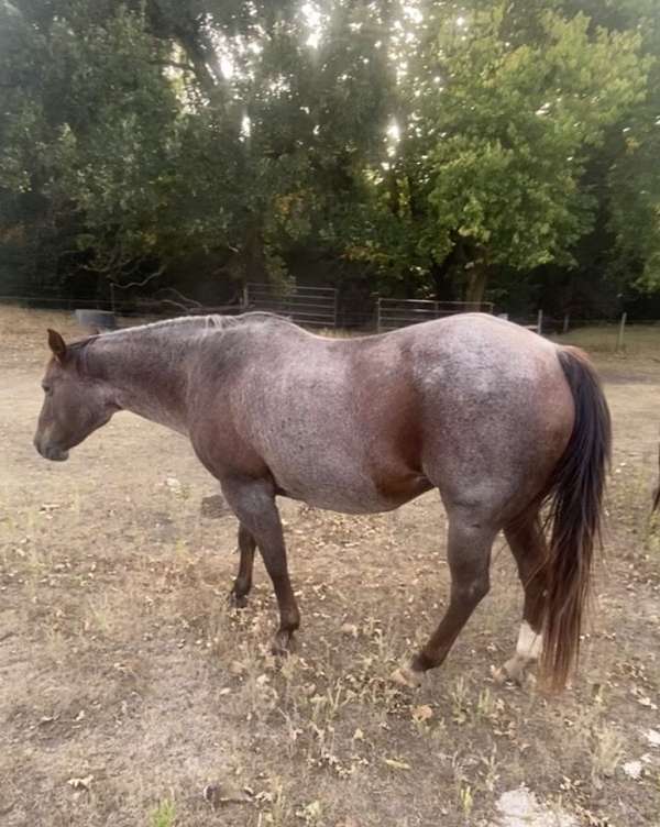 cattle-quarter-horse