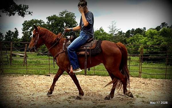 paso-fino-cross-horse