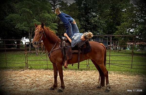 people-paso-fino-horse