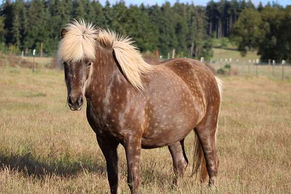 silb-icelandic-mare