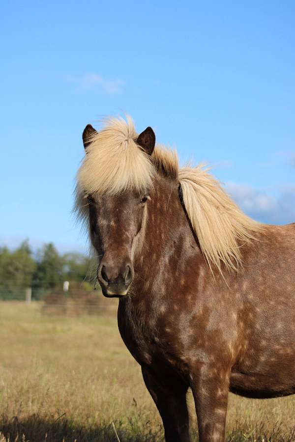 silb-dappled-horse