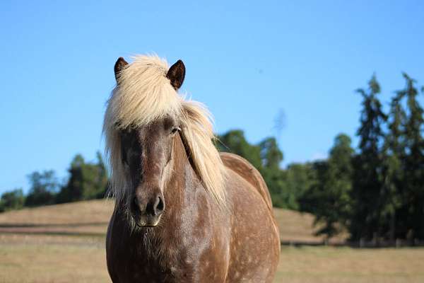 silb-dressage-horse