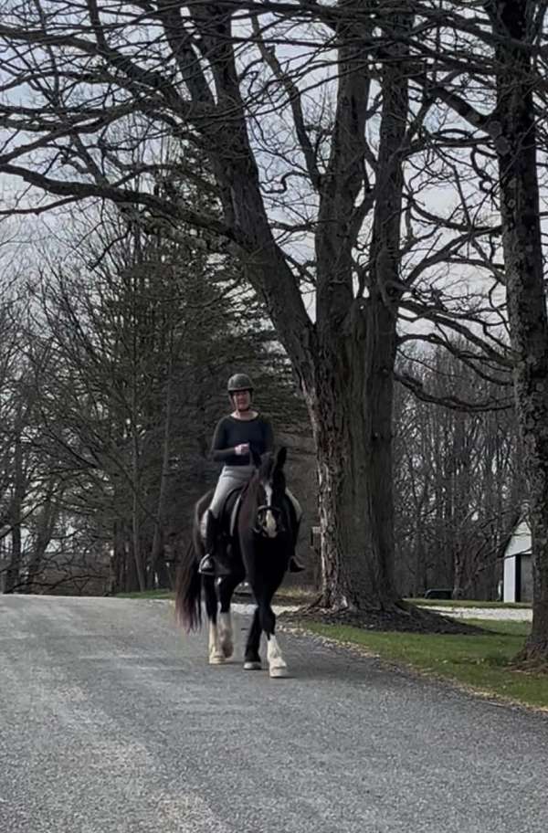 dutch-warmblood-gelding
