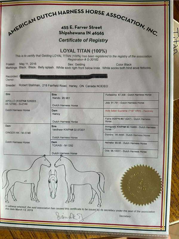 dutch-warmblood-horse-for-sale