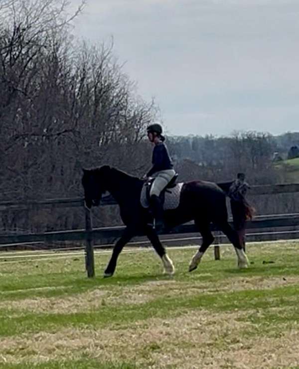 dutch-warmblood-horse