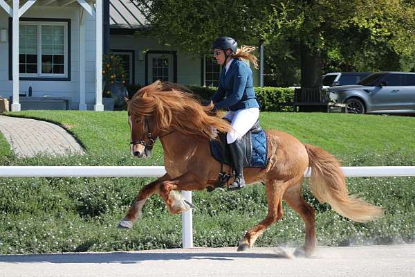 dun-blaze-horse