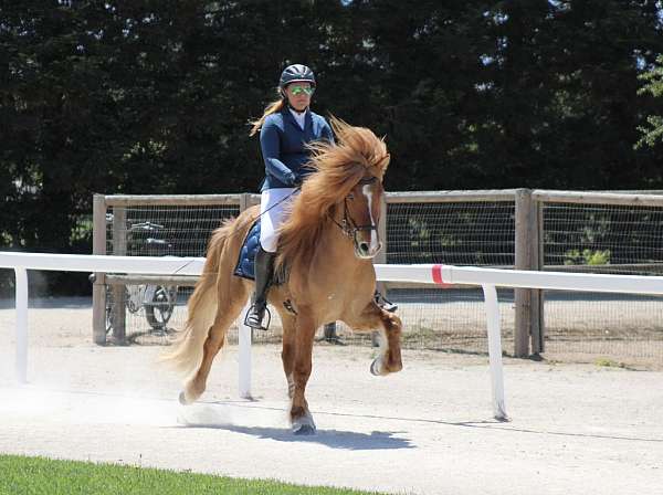 all-around-icelandic-horse
