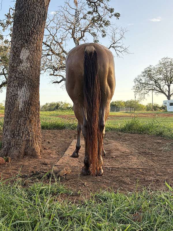 quarter-horse