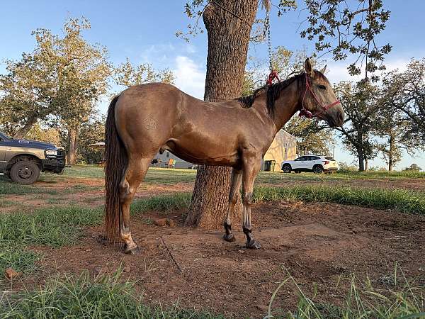 quarter-horse-gelding
