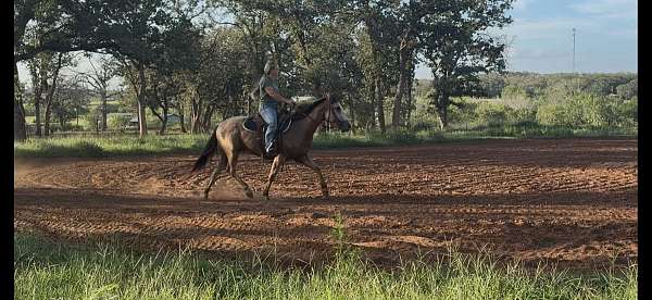 quarter-horse-for-sale