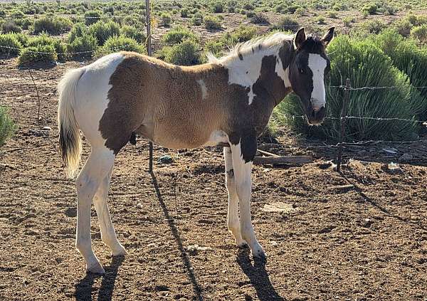 grulla-tobiano-reining-horse