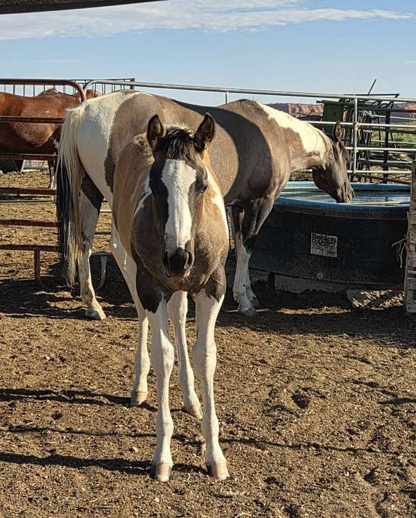 grulla-tobiano-trail-horse