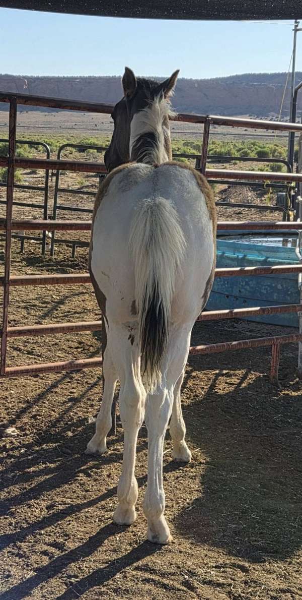 grulla-tobiano-apha-colt