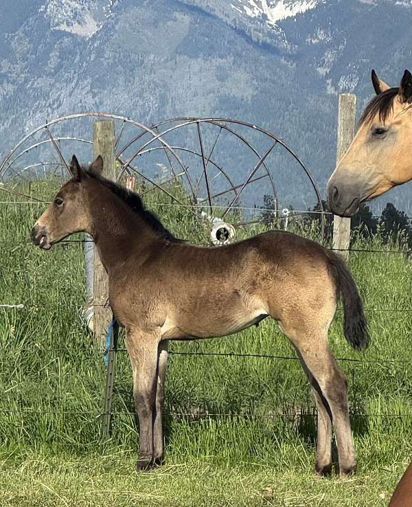 trail-ridi-filly