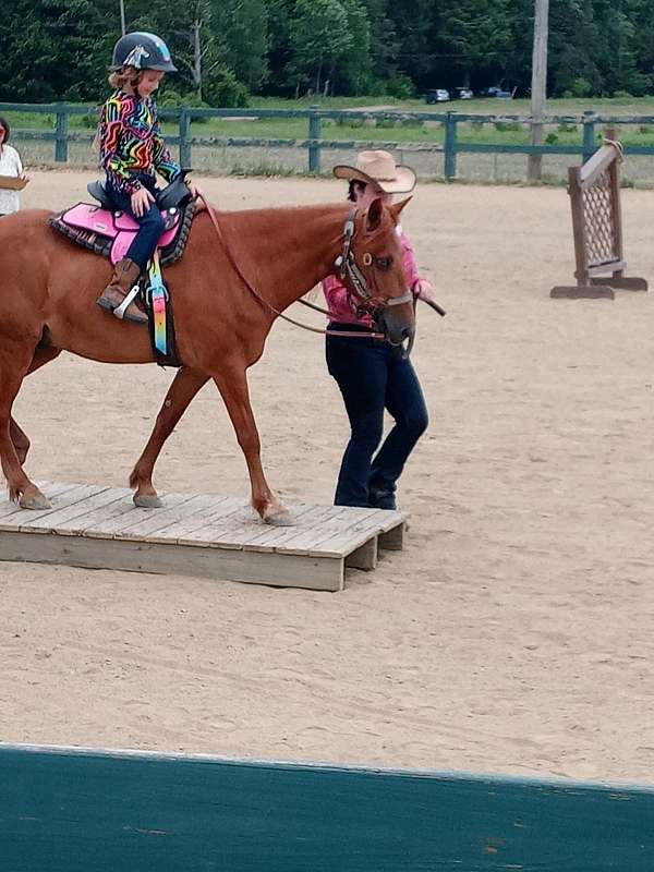 all-around-quarter-pony