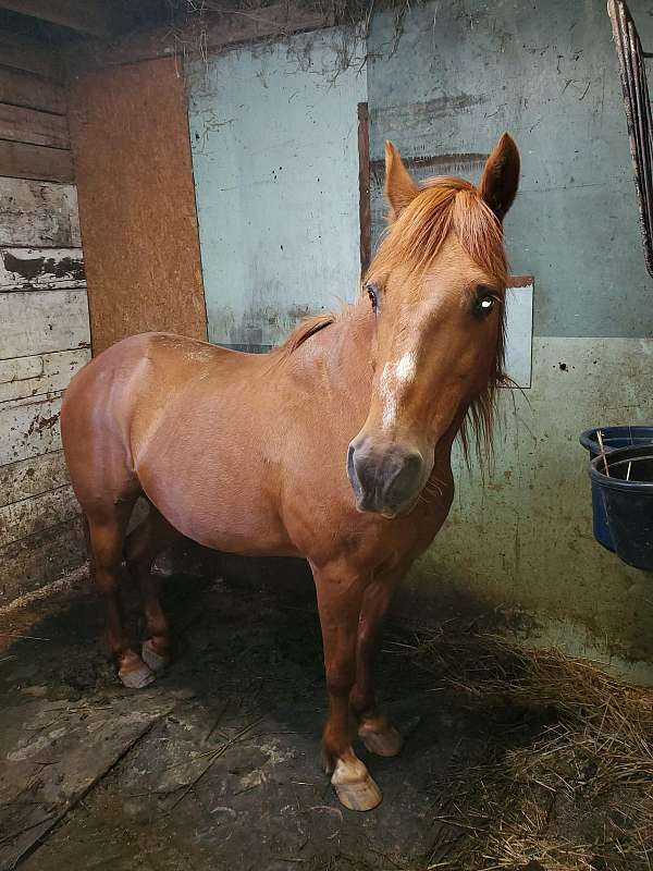 affordable-quarter-pony