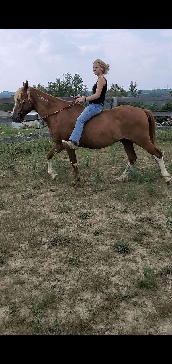 all-around-mustang-horse
