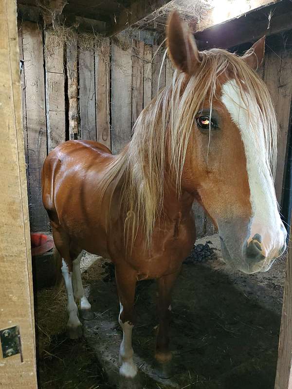 friends-mustang-horse