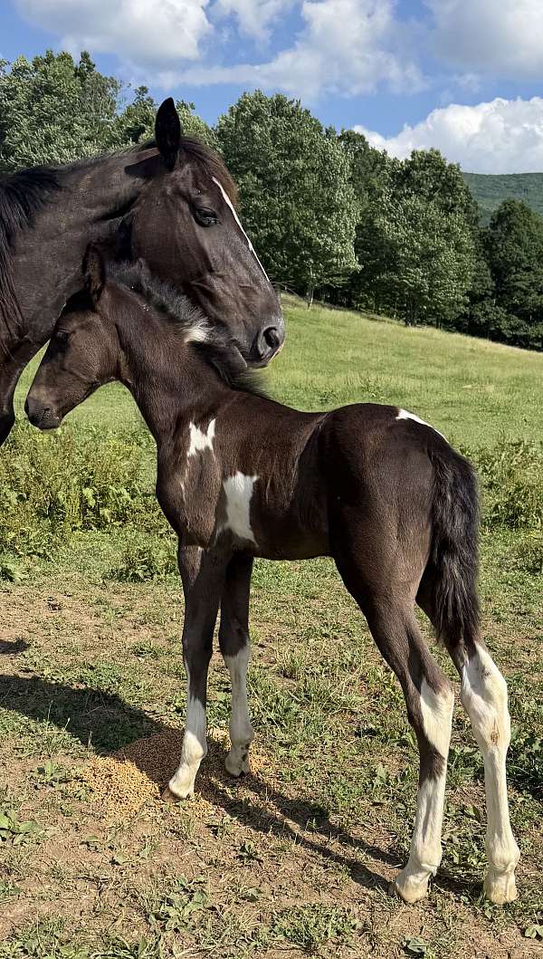 tennessee-walking-colt