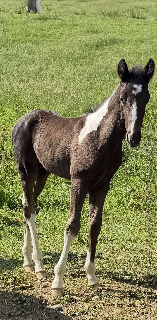 beautiful-tennessee-walking-horse