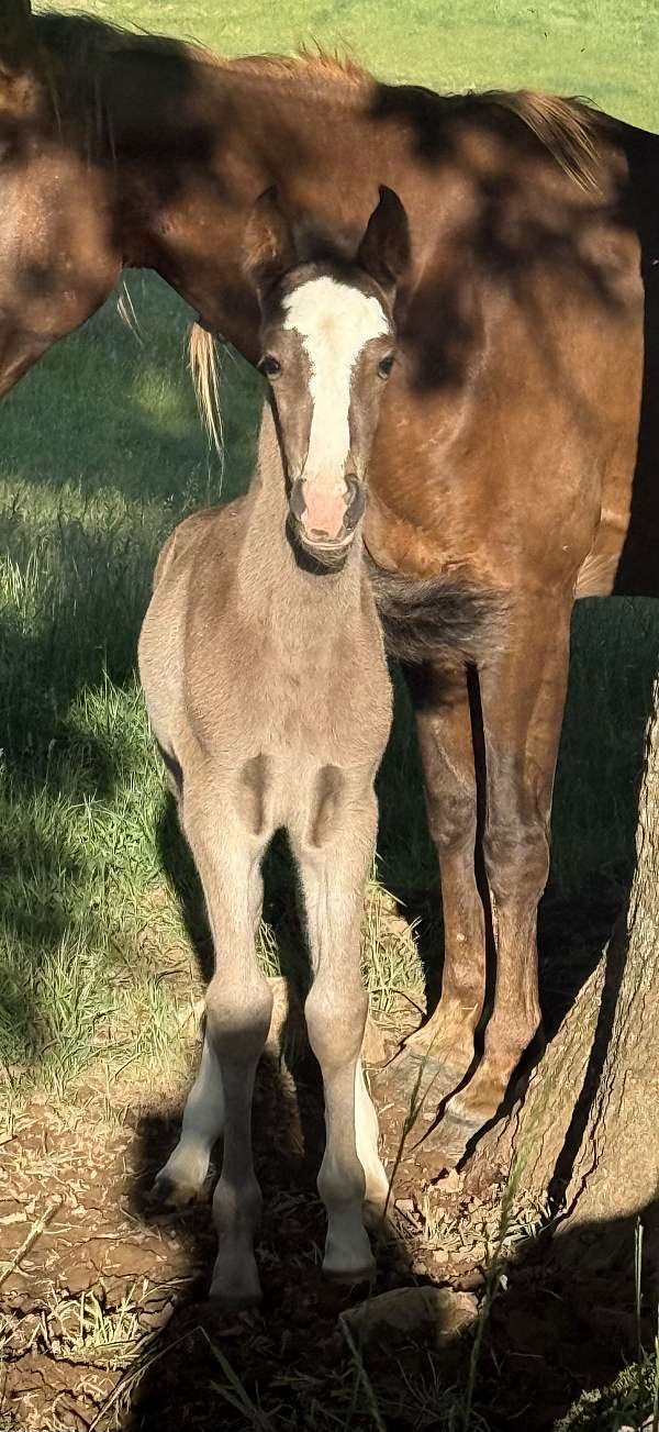 black-sabino-twhbea-horse