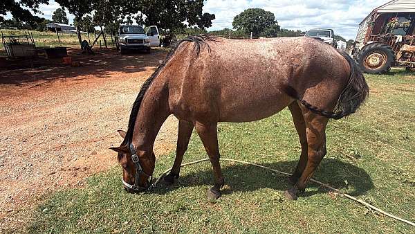 roan-gentle-ranch-horse-3-year-old-bay-quarter