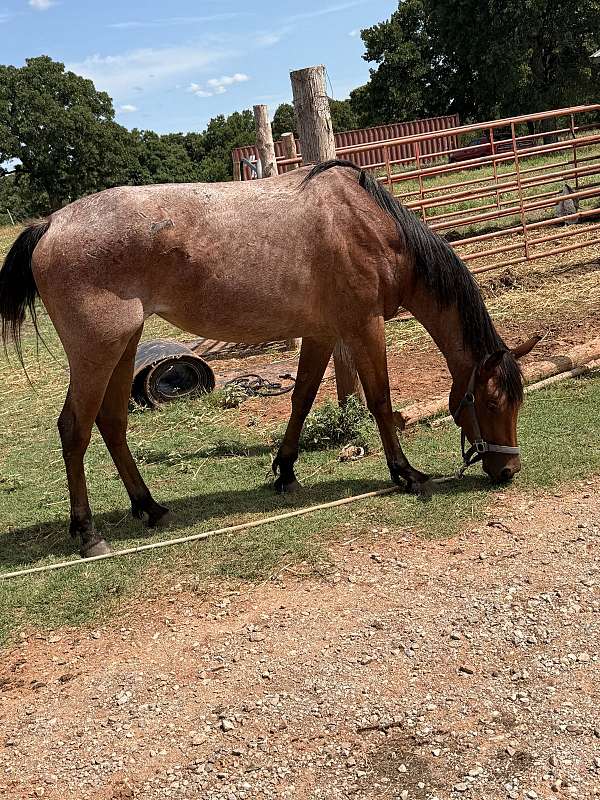 roan-gentle-ranch-horse-3-year-old-bay