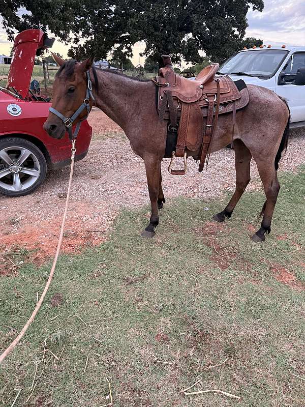 roan-gentle-ranch-horse-3-year-old-bay-mare