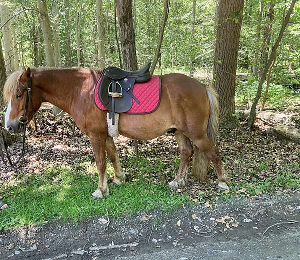 chestnut-blaze-pony