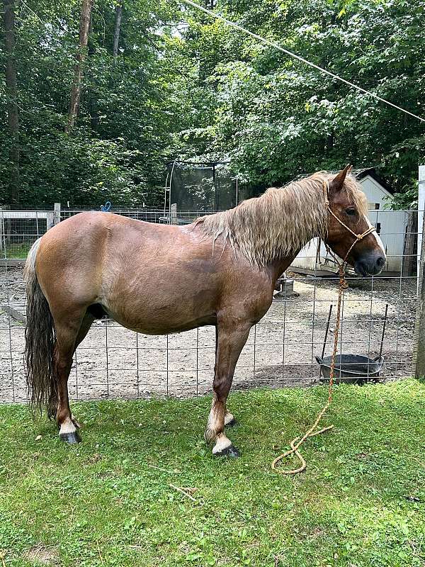 cross-trail-haflinger-pony