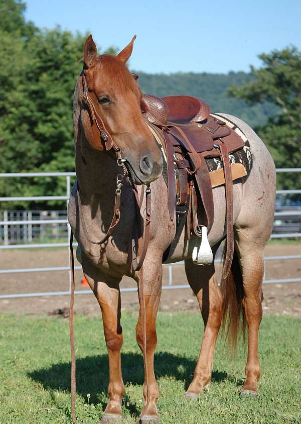 red-roan-none-horse