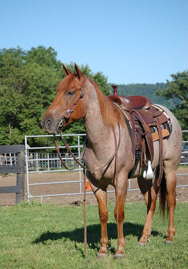 trail-partner-quarter-horse