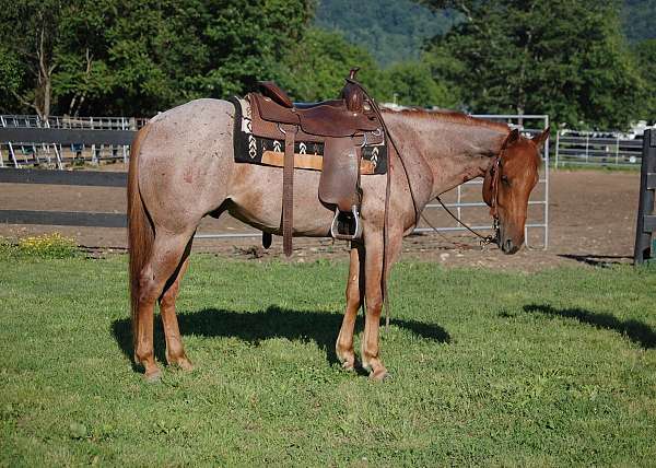 gelding-quarter-horse