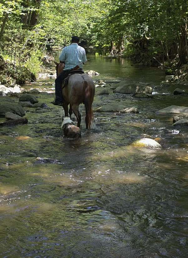 all-around-quarter-horse