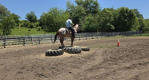 all-quarter-horse