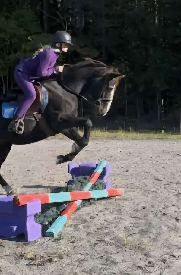 safe-quarter-horse