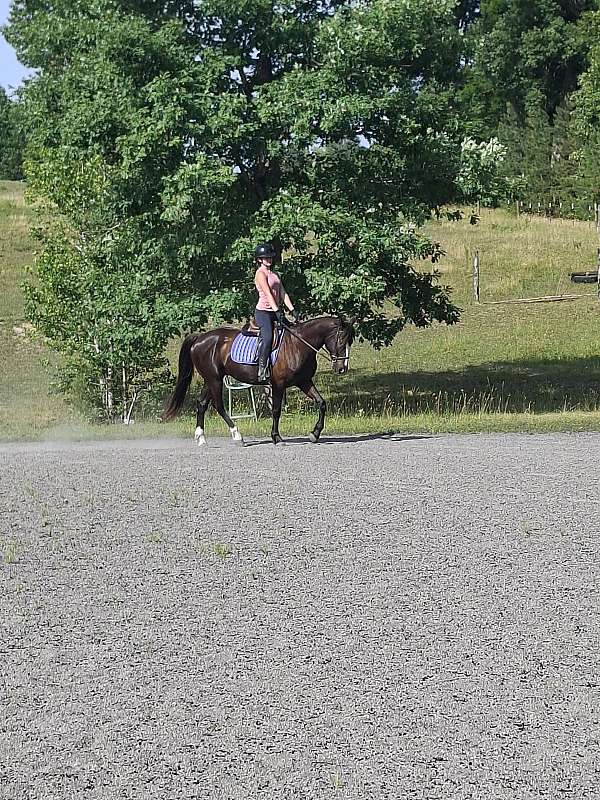 dressage-quarter-horse