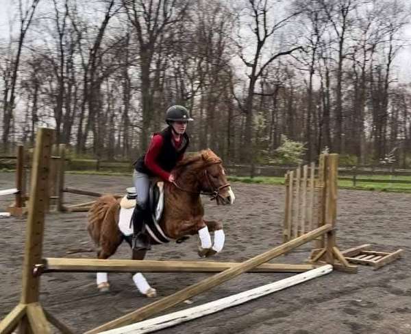 gaming-welsh-pony