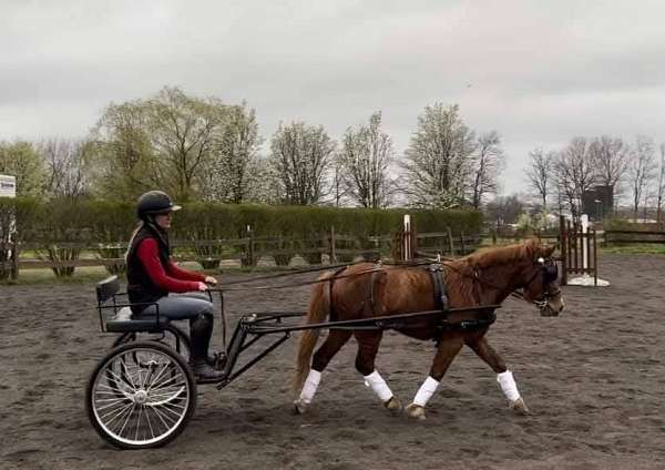 kid-safe-welsh-pony